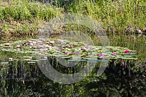 Blooming lotuses in a pond in St. Petersburg