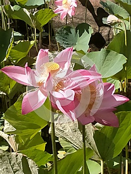 Blooming Lotuses Queensland Australia