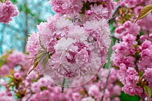 Blooming Louisiana, three-lobed almonds, soft pink lush flowers on a branch of a bush photo