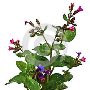 Blooming lungwort bush with lilac and purple flowers and green spotted leaves isolated on white or transparent background