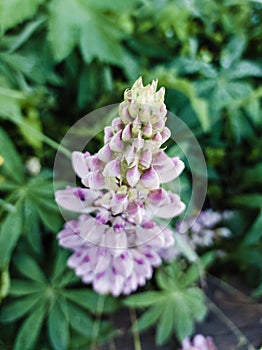 Blooming lupine flower in the green grass.