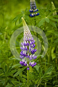 Blooming lupine flowers. A field of lupines. Violet and pink lupine in meadow