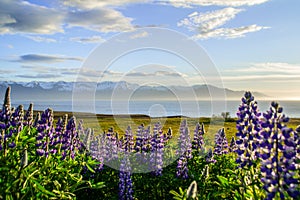 Blooming Lupine Flowers, Iceland landscape