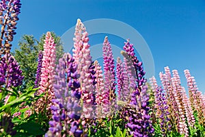 Blooming Lupine flowers - Lupinus polyphyllus - garden or fodder plant