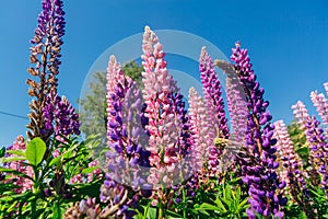 Blooming Lupine flowers - Lupinus polyphyllus - garden or fodder plant