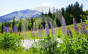 Blooming lupine flowers with mount Grosser Arber in National park Bayerischer Wald, Germany. photo