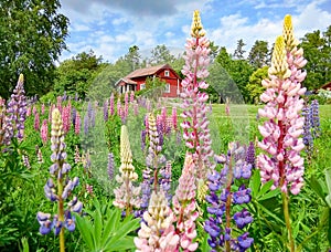 Blooming lupins in front of a red country house