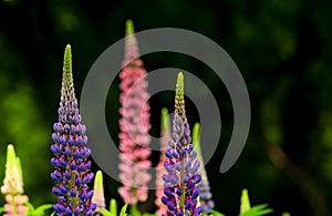 Blooming lupins in New Zealand