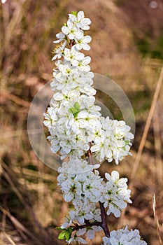 blooming lush plum branch with bokeh background, vertical view