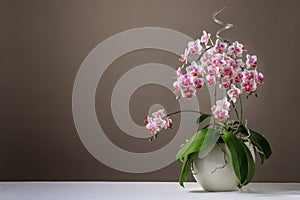 Blooming lush white pink red orchid phalaenopsis in ceramic pot on a white tablecloth against a dark grey  brown wall