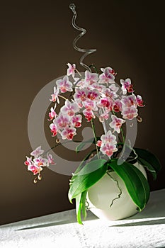 Blooming lush white pink red orchid phalaenopsis on a white tablecloth