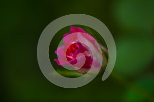 A blooming macro closeup red rose