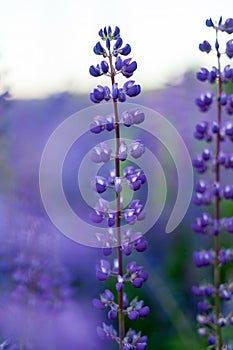 Blooming macro lupine flower. Lupinus, lupin, lupine field with pink purple and blue flower