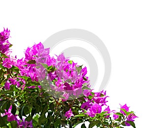 Blooming magenta Bougainvillea isolated on white background