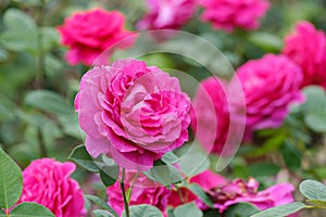 blooming magenta roses close-up on a blurred background