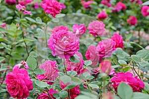 blooming magenta roses close-up on a blurred background