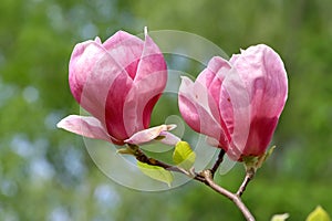 Blooming magnolia