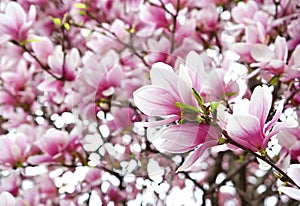 Blooming magnolia