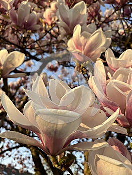 Blooming magnolia in the afternoon sun in spring photo