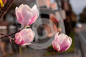 Blooming magnolia branches with pink flowers under the sunlight. Magnolia tree blossom in spring. Macro photo. Close up. Selective