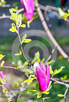 Blooming magnolia branches in the spring garden