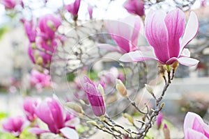 Blooming magnolia