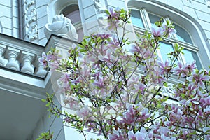 Blooming magnolia in combination with a white facade.