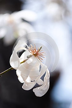 Blooming Magnolia Flower