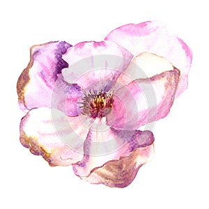 Blooming magnolia flower. Hand drawn watercolor illustration isolated on white background. Pink botanical illustration