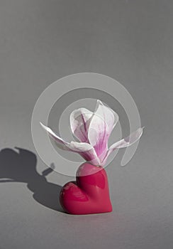 blooming magnolia flower stands in a vase of the color of the year 2023 Viva Magenta on a gray background