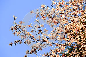 Blooming Magnolia kobus flowers in blue sky