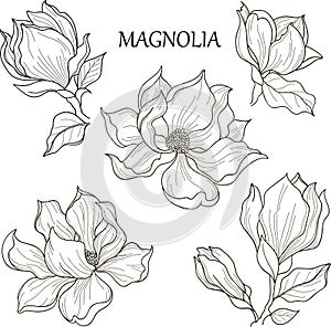 Blooming magnolia with leaves, Outline hand drawing vector illustration