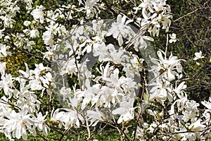 Blooming Magnolia loebneri