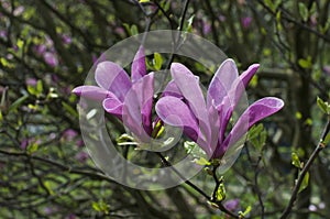 Blooming magnolia in the park