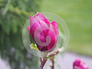 Blooming Magnolia soulageana `Genie`