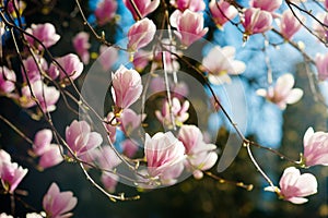 Blooming magnolia soulangeana tree with pink flowers