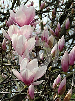 Blooming Magnolia in the spring garden