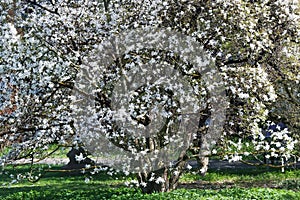 Blooming Magnolia stellata Royal Star or Star Magnolia trees on bright spring day