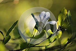 Blooming Magnolia Stellata photo