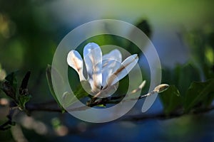 Blooming Magnolia Stellata photo