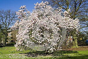 Blooming magnolia tree