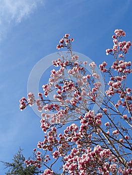 Blooming magnolia tree against blue sky