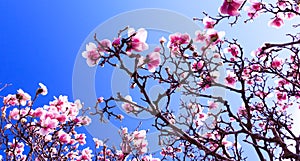 Blooming magnolia tree on background of blue sky, during spring period. Blossomed branch with pink flowers in bloom. Blossom