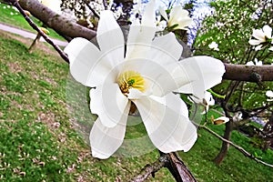 Blooming magnolia tree with beautiful white flower in the spring