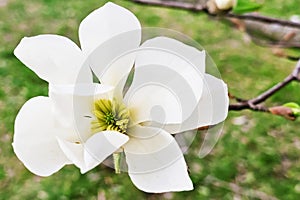 Blooming magnolia tree with beautiful white flower in the spring