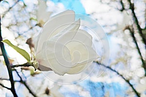 Blooming magnolia tree with beautiful white flower in the spring