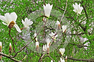 Blooming magnolia tree with beautiful white flowers in the spring