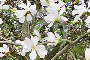 Blooming magnolia tree with beautiful white flowers in the spring