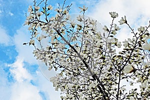 Blooming magnolia tree with beautiful white flowers in the spring