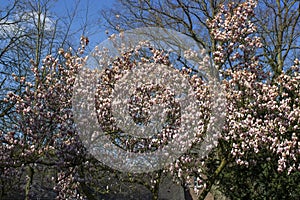 blooming magnolia tree - blue sky